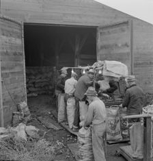 Grading potatoes, preparing for shipment..., ten miles south of Merrill, Oregon, 1939. Creator: Dorothea Lange