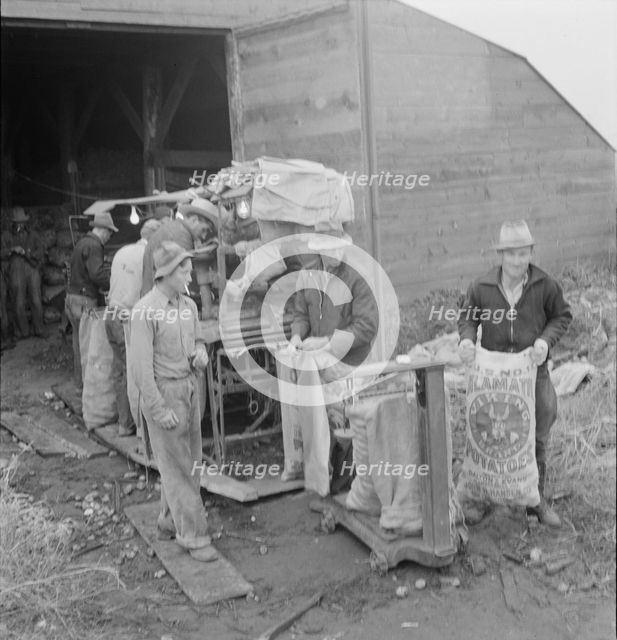 Grading potatoes, preparing for shipment..., ten miles south of Merrill, Oregon, 1939. Creator: Dorothea Lange.