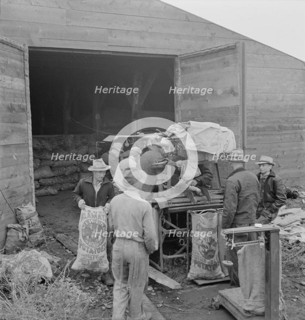 Grading potatoes, preparing for shipment..., ten miles south of Merrill, Oregon, 1939. Creator: Dorothea Lange.