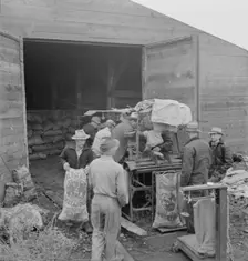 Grading potatoes, preparing for shipment..., ten miles south of Merrill, Oregon, 1939. Creator: Dorothea Lange