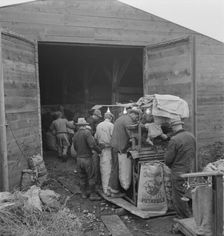 Grading potatoes, preparing for shipment..., ten miles south of Merrill, Oregon, 1939. Creator: Dorothea Lange