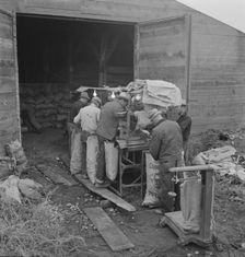 Grading potatoes, preparing for shipment..., ten miles south of Merrill, Oregon, 1939. Creator: Dorothea Lange