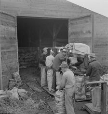 Grading potatoes, preparing for shipment..., ten miles south of Merrill, Oregon, 1939. Creator: Dorothea Lange