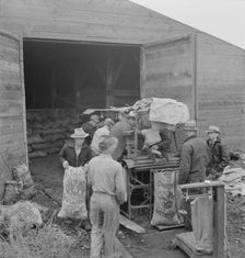 Grading potatoes, preparing for shipment..., ten miles south of Merrill, Oregon, 1939. Creator: Dorothea Lange