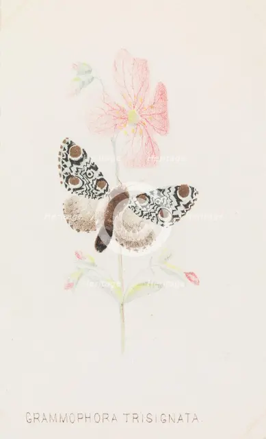 Grammophora Trisignata, 1862.. Creator: Louis Prang.