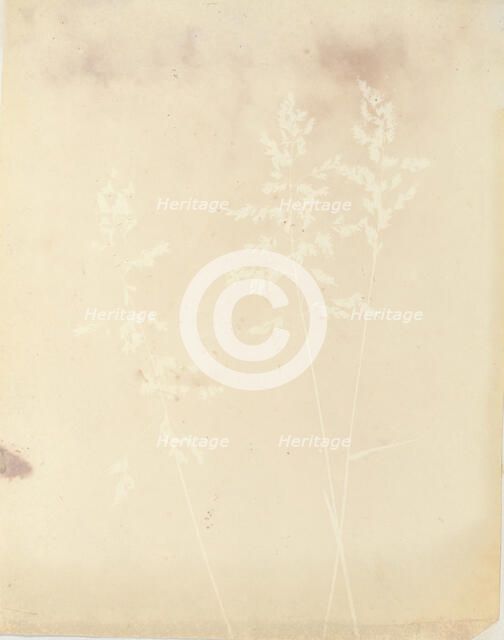 Graminacea, 1839-40. Creator: William Henry Fox Talbot.