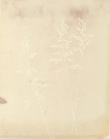 Graminacea, 1839-40. Creator: William Henry Fox Talbot
