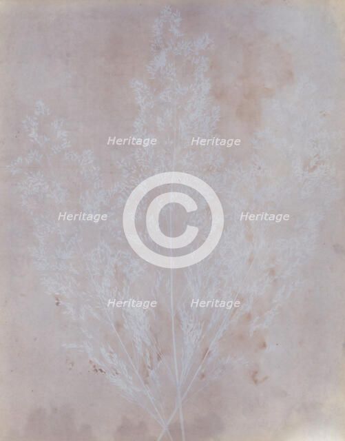 Graminacea, 1839. Creator: William Henry Fox Talbot.