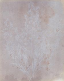 Graminacea, 1839. Creator: William Henry Fox Talbot
