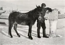 Gran With Mule Lal Khan c1911, (1913). Artist: Frank Debenham