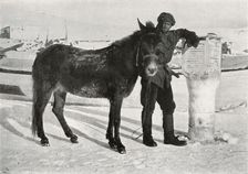 Gran With Mule Lal Khan c1911, (1913). Artist: Frank Debenham