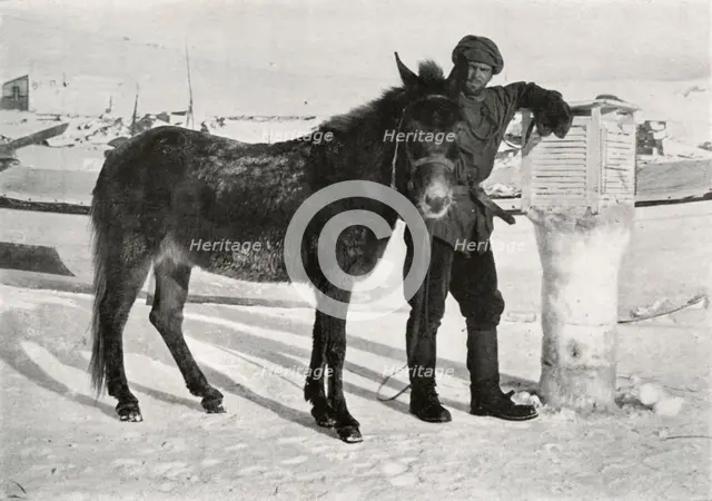 'Gran With Mule 'Lal Khan', c1911, (1913). Artist: Frank Debenham.