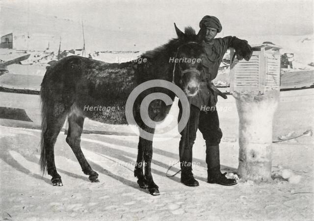 'Gran With Mule 'Lal Khan', c1911, (1913). Artist: Frank Debenham.