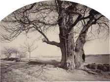 Grand Châtaignier au Bord d'un Chemin (Large Chestnut Tree on the Side of a Road), c.1875-1880. Creator: Félix Thiollier
