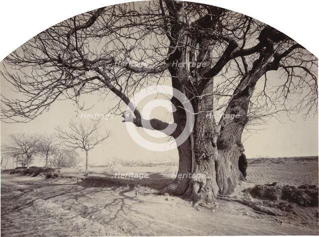 Grand Châtaignier au Bord d'un Chemin (Large Chestnut Tree on the Side of a Road), c.1875-1880. Creator: Félix Thiollier.