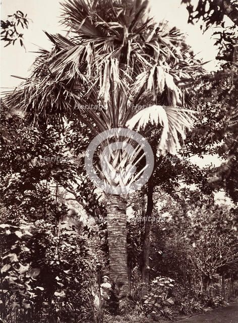 Grand Latanier, 1863. Creator: Désiré Charnay.