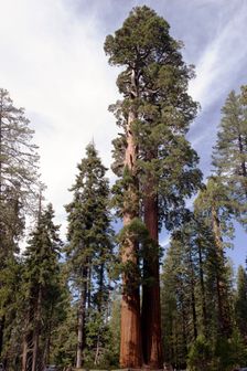 Grant Grove, Kings Canyon, California, USA, 2022. Creator: Ethel Davies