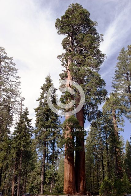 Grant Grove, Kings Canyon, California, USA, 2022. Creator: Ethel Davies.