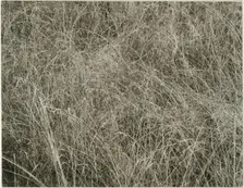 Grass, 1933. Creator: Alfred Stieglitz