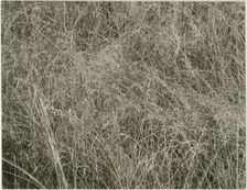 Grass, 1933. Creator: Alfred Stieglitz