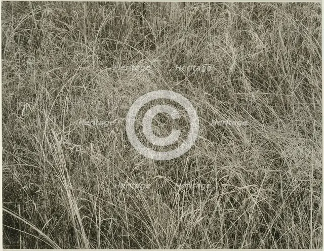 Grass, 1933. Creator: Alfred Stieglitz.