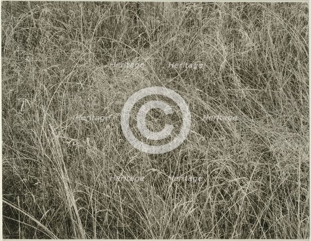 Grass, 1933. Creator: Alfred Stieglitz.