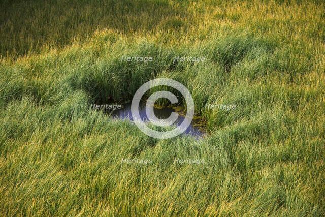 Grass. Creator: Tom Artin.