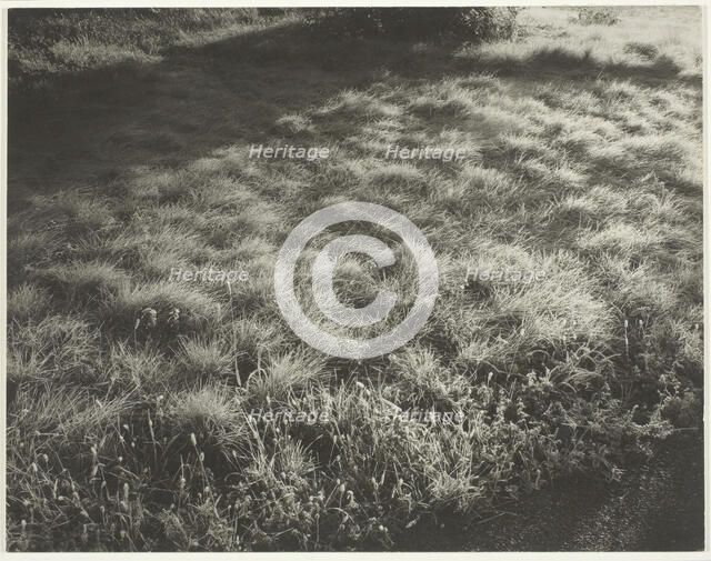 Grass and Frost, 1934. Creator: Alfred Stieglitz.