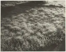Grass and Frost, 1934. Creator: Alfred Stieglitz