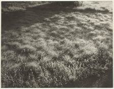Grass and Frost, 1934. Creator: Alfred Stieglitz
