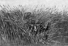 Grass of the Desert, a scene of travel in South Africa, from a sketch by Mr. Thomas Baines..., 1865. Creator: Mason Jackson