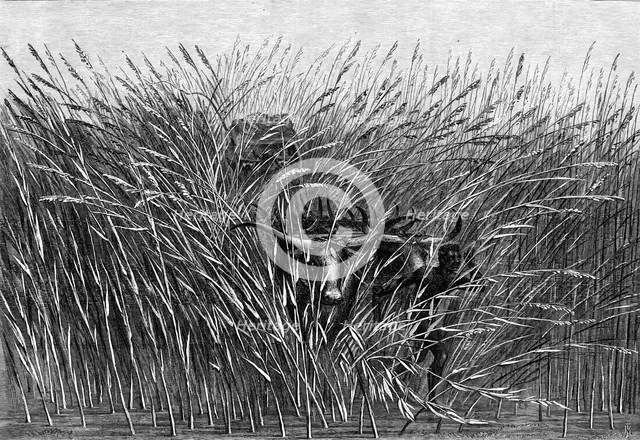 Grass of the Desert, a scene of travel in South Africa, from a sketch by Mr. Thomas Baines..., 1865. Creator: Mason Jackson.