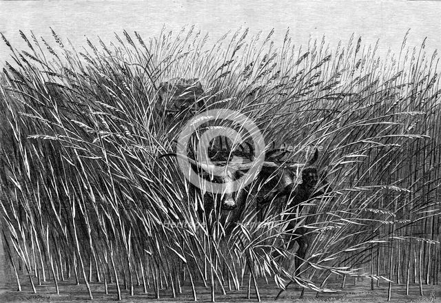 Grass of the Desert, a scene of travel in South Africa, from a sketch by Mr. Thomas Baines..., 1865. Creator: Mason Jackson.