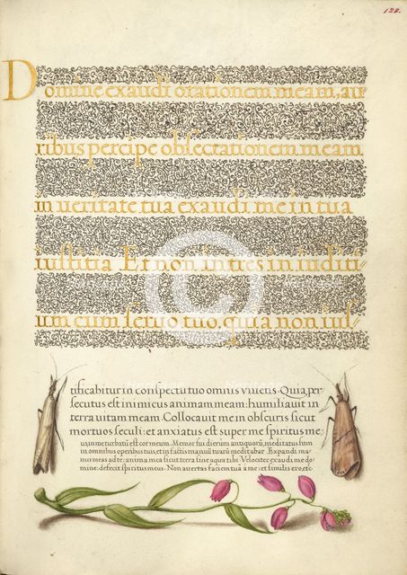 Grass Moths and Milkwort; Mira calligraphiae monumenta, 1561-1562; illumination added 1591-1596. Creator: Joris Hoefnagel.