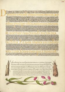 Grass Moths and Milkwort; Mira calligraphiae monumenta, 1561-1562; illumination added 1591-1596. Creator: Joris Hoefnagel