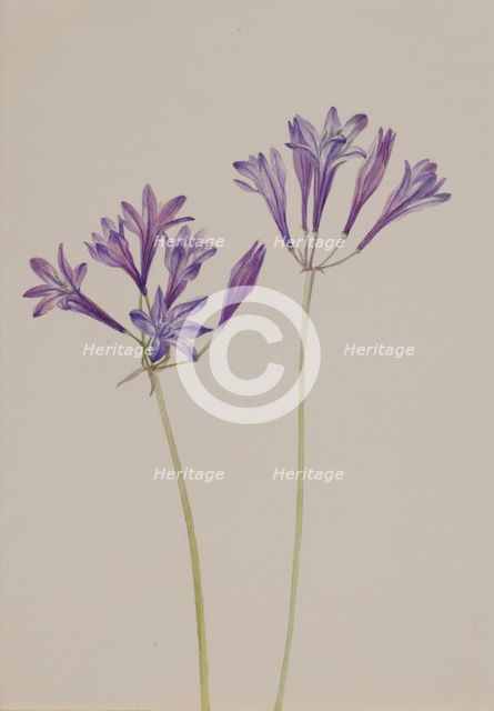 Grass Nut (Brodiaea laxa), 1933. Creator: Mary Vaux Walcott.