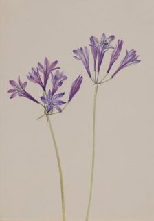 Grass Nut (Brodiaea laxa), 1933. Creator: Mary Vaux Walcott