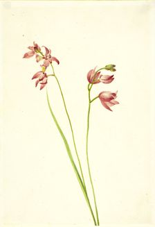 Grass-pink Orchid (Limodorum tuberosum), n.d. Creator: Mary Vaux Walcott