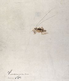 Grasshopper (?), 1777-1783. Creator: Unknown
