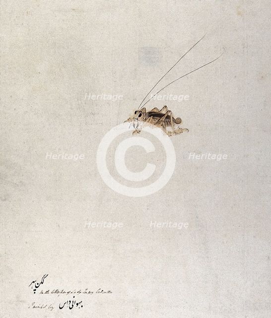 Grasshopper (?), 1777-1783. Creator: Unknown.