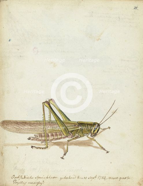 Grasshopper, 1784. Creator: Jan Brandes.