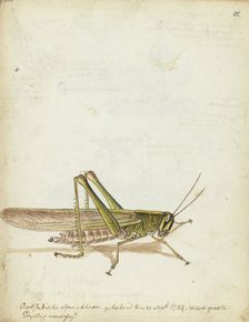 Grasshopper, 1784. Creator: Jan Brandes
