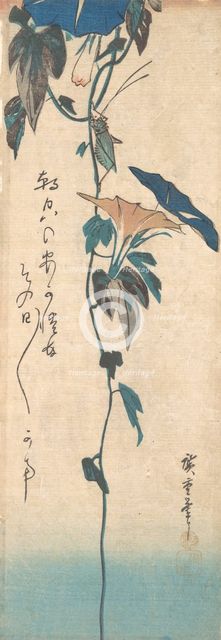 Grasshopper and Morning-glory Vine, ca. 1835., ca. 1835. Creator: Ando Hiroshige.