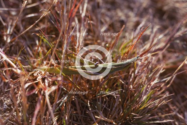 Grasshopper and small bug in grass, Kortobacy Puszta, Hungary, 20th century Artist: CM Dixon.