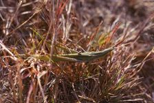 Grasshopper and small bug in grass, Kortobacy Puszta, Hungary, 20th century Artist: CM Dixon