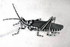 Grasshopper, approx 1782. Creator: Bhawani Das