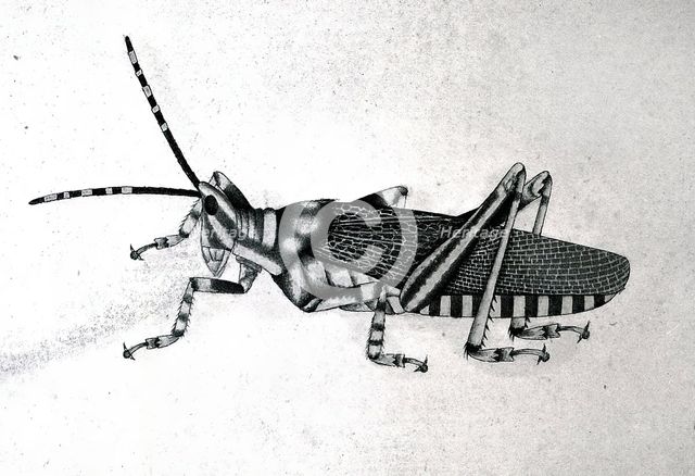 Grasshopper, approx 1782. Creator: Bhawani Das.