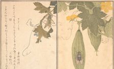 Grasshopper (Kirigirisu); Cicada (Semi)..., 1788. Creator: Kitagawa Utamaro