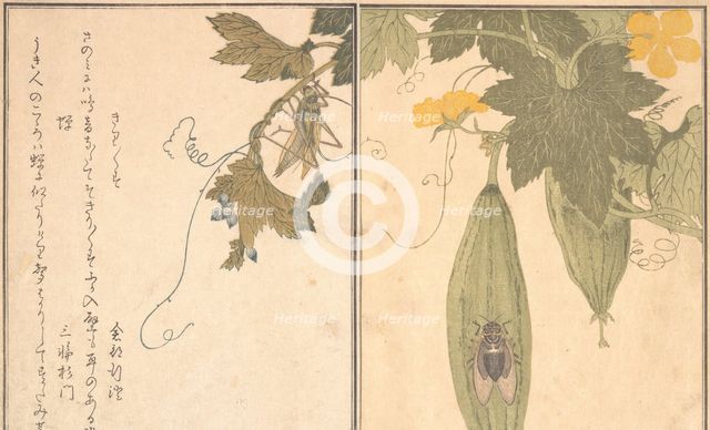Grasshopper (Kirigirisu); Cicada (Semi)..., 1788. Creator: Kitagawa Utamaro.