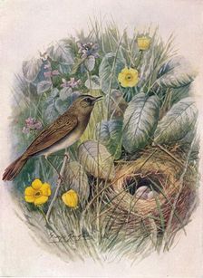 Grasshopper-Warbler - Locustel'la nae'via c1910, (1910). Artist: George James Rankin